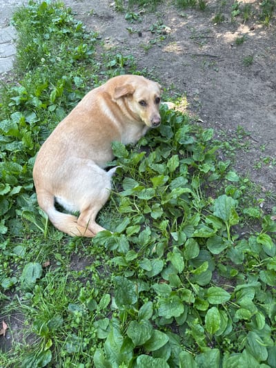A light brown dog is lying in the grass next to a dirt path. The dog is facing to the right of the frame with its head turned to look at the camera. The dog's body is mostly obscured by the green foliage. The background consists of dirt and some sparse grass. The location is Bykovo, Russia.