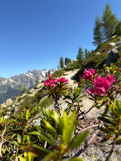This is a close-up, low-angle shot of pink rhododendron flowers blooming on a rocky mountainside with a clear blue sky above. In the background, snow-capped mountains and pine trees are visible. The scene appears to be in the alpine region near Chamonix-Mont-Blanc, France. The focus is on the flowers in the foreground, with the mountainous landscape out of focus.