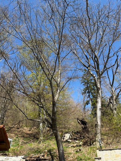 The image is an outdoor scene, likely taken in a rural or suburban area, possibly near the city of Ichera, Bulgaria, given the prompt's context.
**Environment**: It appears to be early spring based on the trees' budding leaves. The sky is a clear, bright blue. There are signs of a natural, wooded environment with varying tree sizes and undergrowth. The terrain appears uneven and possibly sloping.
**Objects**:
* Several trees, predominantly bare-branched trees are visible in the foreground. Some have the first signs of new leaves.
* A building or structure partially visible on the right side, made of stone or concrete.
* There is some wood or debris near the base of a tree.
**Subjects**: The primary subjects are the trees and the natural environment. The scene is devoid of people or animals.
**Actions/Interactions**: No actions or interactions are taking place in the scene. It is a static landscape image.