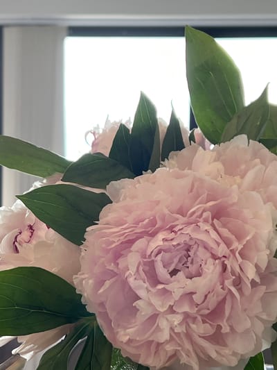 The image is a close-up, vertical shot of a bouquet of pink peonies. The flowers are large and fully bloomed, with many delicate petals. Dark green leaves are interspersed among the flowers, providing a contrast in color and texture. The background is out of focus and appears to be a bright, possibly windowed area with a horizontal dark line across it. The lighting suggests it is daytime. There are no people or specific landmarks visible in the image, and therefore its location in Bunbeg, Ireland, cannot be determined from the visual information provided.