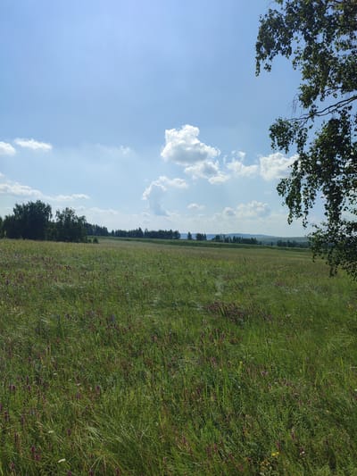 A sun-drenched, wide-angle view of a lush, green meadow dotted with small purple flowers dominates the foreground. In the background, a dense line of dark green trees forms a treeline, separating the meadow from a gently rolling, hazy landscape of hills under a bright blue sky. Scattered white clouds drift lazily across the sky, with a large, fluffy cloud formation positioned above the treeline on the left. In the upper right corner, the dark green leaves and branches of a birch tree partially obscure the sky. The scene depicts a peaceful, natural environment on a clear, sunny day.