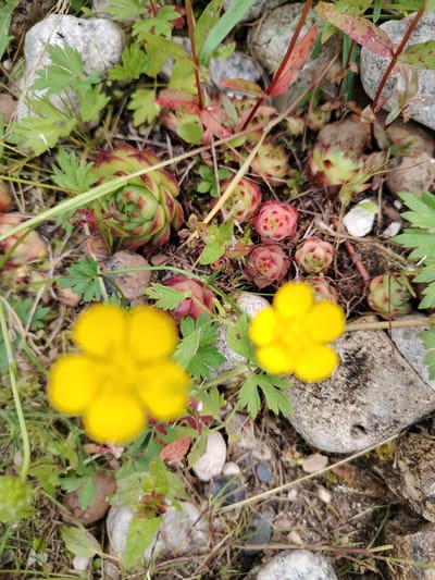 The image is a close-up, eye-level shot of a patch of ground in Soivolovskaya, Russia. The foreground is dominated by two blurred yellow flowers, likely buttercups, with visible petals and stems. Surrounding the flowers are small green leaves and blades of grass. The midground features several succulents with tightly packed, pointed leaves, some appearing green and others with reddish-brown tips, nestled among small pebbles and dry grass. In the background, larger, greyish rocks are visible, interspersed with more greenery and the stems of plants. The scene depicts a natural, somewhat rugged outdoor environment. There are no people or animals present in the image.