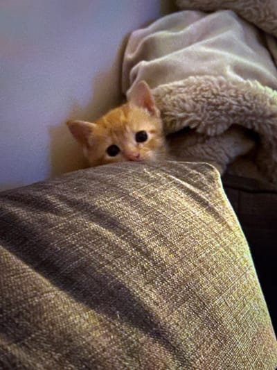 A light orange kitten is partially visible, peeking over the top edge of a textured, woven, brown-grey fabric surface, consistent with furniture upholstery. The kitten's head is the primary visible feature, showcasing large black pupils, a small pink nose, and pointed ears. Behind the kitten, a light-colored, plush blanket with a distinct shaggy or fuzzy texture is draped. The background is an indistinct, softly lit, lighter-toned surface. The scene is located indoors in Arthès, France.