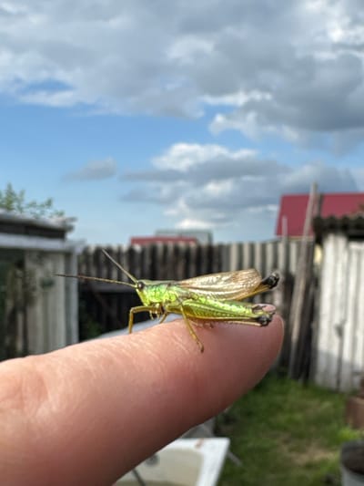 A close-up, vertically oriented photograph features a bright green grasshopper perched on a person's thumb. The grasshopper's body is predominantly green, with visible wings that are translucent and veined, appearing golden in the light. Its antennae are long and dark, extending forward from its head. The thumb is soft-skinned and appears to be part of a hand holding the grasshopper.

The background is blurred, but suggests an outdoor setting under a cloudy sky. Hints of structures, possibly a fence or building, are visible behind the grasshopper. The lighting indicates it is daytime, with a bright sky suggesting fair weather, though the clouds add a diffused quality to the light. The overall impression is one of nature observation, possibly in a rural or backyard environment, given the context of Mursalimkino, Russia. No text is visible in the image.