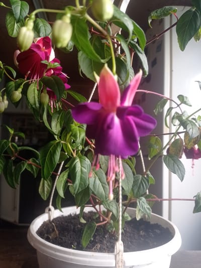 This is a close-up, eye-level, indoor photograph of a fuchsia plant in a white plastic pot. The fuchsia plant has vibrant pink and purple bell-shaped flowers and numerous green leaves. Some of the flowers are fully bloomed, while others are still in bud. The plant is in soil. The background is blurred, with hints of a window and what appears to be an indoor setting. There are no people or animals visible in the image. The lighting suggests natural light coming from the side. The overall impression is that of a well-maintained houseplant. There is no information to place this image in Дукорскі сельскі Савет, Belarus.