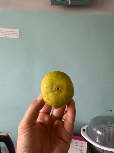 A hand holds a single, slightly unripe green fig with water droplets on its skin against a pale blue wall in an indoor setting. The fig has a dark, central opening. A small piece of paper with illegible handwritten text is affixed to the wall in the upper left quadrant. To the right, partially visible in the lower right quadrant, is a grey plastic container with a clear lid. The lighting suggests an indoor environment with ambient light.