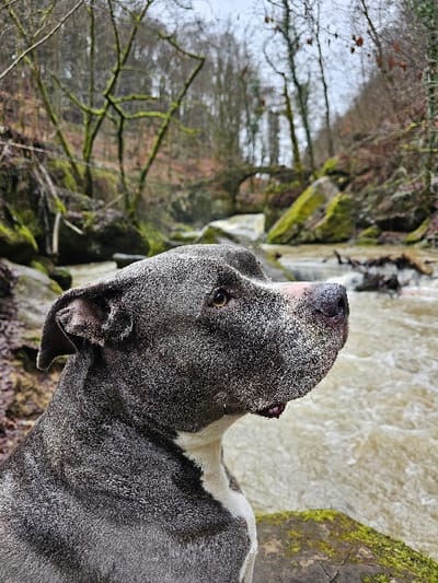 A dark grey brindle pitbull-type dog with a white chest and lower muzzle is prominently positioned in the foreground, viewed in profile facing right. Its fur, particularly around the muzzle and face, exhibits a speckled appearance, consistent with water droplets or fine debris. The dog's ears are partially visible, and its gaze is directed slightly upwards and to the right. It rests upon a large, dark rock partially covered in green moss.

In the midground, a turbulent, brownish river flows from right to left, characterized by numerous large, moss-covered boulders and rock formations along its banks and within the water. The background reveals a dense deciduous forest, largely bare of leaves, with many tree trunks and branches heavily covered in green moss or lichen, indicative of a cooler season. Further back, a rustic stone arch bridge spans the river, partially obscured by the natural environment. The sky is overcast, providing diffuse lighting to the scene. This natural riverine landscape, featuring distinctive rock formations and a stone bridge, is located within the forested region near Waldbillig, Luxembourg.