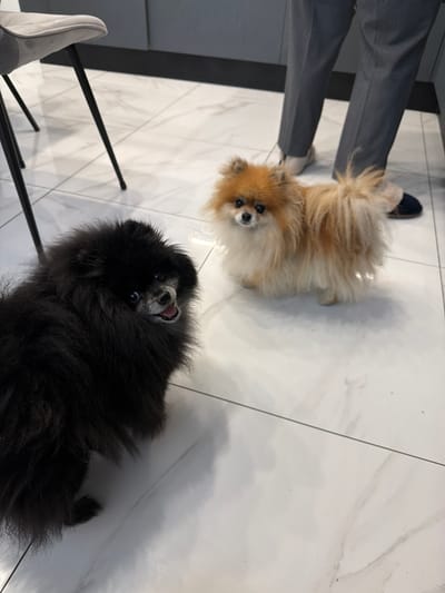 Two Pomeranian dogs are on a light-colored tiled floor in what appears to be an indoor setting. In the background, the lower legs of a person wearing gray trousers and dark blue shoes are visible, standing near a dark gray wall or cabinet. To the left, a portion of a light gray chair with black legs is visible. One dog, which is black and appears larger, is in the foreground on the left, looking directly at the camera with its mouth slightly open. The other dog, smaller and colored light brown and white, is to the right of the black dog, also looking towards the camera. The floor is a white marble-patterned tile. There are no specific identifiers indicating the location is Tarusa, Russia.