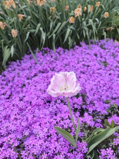 A pink tulip with fringed edges stands out against a field of small purple flowers. In the background, there is a bed of yellow flowers with green foliage. The location is Sovetsko-Nikol'skoe, Russia.
