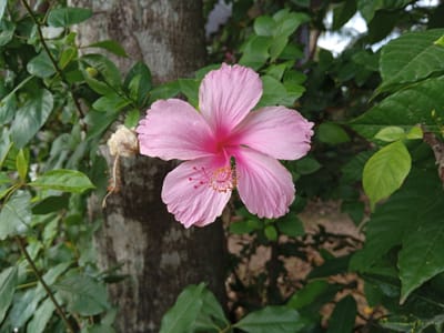 A close-up, eye-level shot captures a single, light pink hibiscus flower in full bloom, centered against a blurred background of lush green foliage and a textured tree trunk. The hibiscus exhibits five ruffled petals, a prominent stamen with yellow pollen, and red pistils extending outwards. To the left of the flower, a dried, brown hibiscus bud hangs, adding a contrasting element to the vibrant bloom. The surrounding leaves are a deep, varied green, some appearing slightly out of focus. The background hints at a natural outdoor setting, possibly a garden in Cotpuuk, Indonesia, with diffused light suggesting a daytime capture.