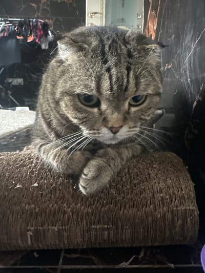 A close-up shot focuses on a grey tabby cat sitting on a scratching post. The cat has folded ears and its paws are crossed in front of its chest. Its eyes are green, and its gaze is directed downwards. The background appears to be an indoor environment with a marbled wall pattern and a rack of clothing visible in the upper left corner. The scene is likely in a residential setting in Хвойное Кп, Russia.