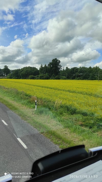 The image depicts a vast field of bright yellow flowers, likely rapeseed or mustard, stretching towards a dense line of dark green trees in the background. The field is bordered by a grassy verge and a gray asphalt road with white lane markings visible in the foreground. A black dashboard is visible at the bottom of the frame, suggesting the photo was taken from inside a vehicle. The sky above is a bright blue, populated with fluffy white clouds. A black and white striped road marker stands in the grassy verge. The timestamp on the image indicates it was taken on July 10, 2026, at 11:12 AM. The text "REDMI NOTE 9 PRO AI QUAD CAMERA" is also visible in the lower left corner, indicating the device used for the photograph. This scene is located in Mudiste, Estonia.