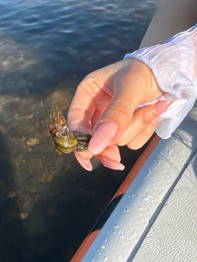A person's hand, with light skin and long, light pink acrylic nails, holds a small, brown and green periwinkle shell. The hand is positioned over dark, shallow water with visible pebbles on the bottom. A white, sheer fabric sleeve is visible on the person's arm. The scene appears to be outdoors, possibly near the coast or a body of water. There are no discernible elements to indicate a specific location within Razdolnoye, Russia.