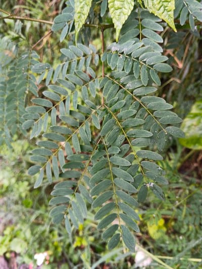 The image displays a close-up, top-down view of the dark green foliage of a plant, observed in Inawi, Papua New Guinea. The primary subject is a single, pinnately compound leaf structure, composed of numerous small, oblong to elliptic leaflets arranged in pairs along a central stem. Multiple water droplets are visible on the surface of several leaflets, indicating recent precipitation or dew. The background consists of blurred green vegetation, including lighter green leaves in the upper portion, suggesting an outdoor, natural environment. No individuals, animals, or man-made objects are depicted.