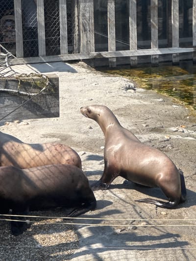 In Cambron-Casteau, Belgium, at a zoo or wildlife park, three sea lions are visible on a sandy, rocky area near a body of water. One sea lion is lying on its side in the foreground, its dark fur a stark contrast to the lighter colored sea lions behind it. Another sea lion is partially visible behind the first, its light brown fur showing. The third, a light brown sea lion, is standing and looking to the right. Behind the sea lions, a wooden fence with vertical planks and wire mesh encloses an area where a person is partially visible. The water is a murky green, suggesting algae or sediment. The ground is a mix of sand and small pebbles, with scattered rocks.