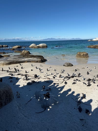 The image depicts a beach at Boulder's Beach in Simon's Town, South Africa, populated by African penguins. The scene is divided between a light blue sea with rocky outcrops on the left, and a sandy beach on the right. Numerous African penguins are scattered across the sand, interspersed with the shadows of people. Some penguins are near the water's edge, while others are deeper on the beach. There are pieces of debris on the beach, including small twigs. The sky is a clear, bright blue.