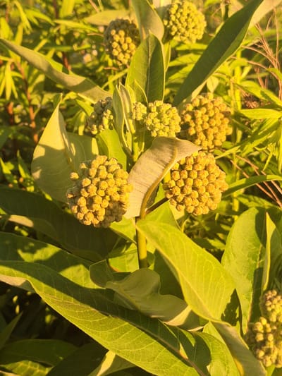 This is a close-up, eye-level photograph of a cluster of greenish-yellow flower buds on a plant, likely milkweed, bathed in warm, golden-hour sunlight. The buds are tightly packed into spherical clusters, with many individual, unopened flowers visible. Large, elongated green leaves, some catching the light and casting shadows, surround the flower clusters. The background is a blur of more green foliage and hints of dry, brown stalks, suggesting an outdoor, natural setting. The scene is devoid of people or any indication of human activity and is consistent with a garden or wild growth area in the city of Sviatopetrivske, Ukraine.