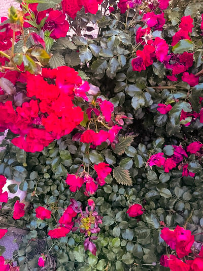 This is a close-up, overhead shot of a dense cluster of bright pink and red roses, interspersed with dark green leaves. The roses are in various stages of bloom, with some fully open and others still budding. The foliage is lush and covers most of the frame, creating a textured background for the flowers. The lighting suggests it is daytime, possibly late afternoon, with soft shadows cast by the leaves and petals. There is no visible human presence or activity. The scene appears to be in a garden or a natural setting, likely outdoors, and could be located in Almere, Netherlands, given the context of the request.