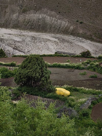 The image depicts a rural landscape in Darcha, India, characterized by terraced fields and a mountainous backdrop. In the foreground, lush green foliage and a large, dense evergreen tree dominate the scene. To the right of the tree, a bright yellow object, possibly a tarpaulin-covered vehicle or equipment, rests on the ground.
Further into the midground, cultivated fields, appearing tilled and barren in some sections, are interspersed with patches of white wildflowers and greenery. A low stone wall runs along the edge of one of these fields. In the background, a dry riverbed or sandy plain is visible, bordered by a steep, rocky mountainside that shows signs of erosion and sparse vegetation. The overall impression is one of a remote, arid, yet cultivated mountain region.