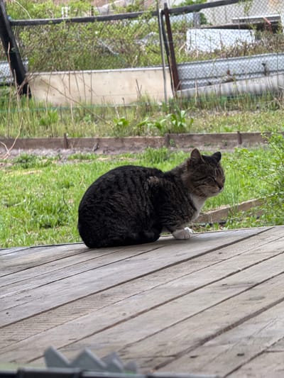 A tabby cat with white paws is sitting on a wooden deck. The cat is looking to the right with its eyes closed. The background is out of focus and shows green grass, some bushes, and a fence. The scene is likely in a backyard or garden.