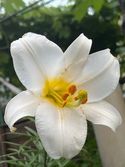 A white lily with a yellow center and orange stamens is in full bloom, facing right. The flower's petals are large and gracefully curved, with some showing slight blemishes. The background is a blur of green foliage and a hint of a light-colored wall, suggesting an outdoor garden setting. The image is a close-up shot, emphasizing the intricate details of the lily. The location is identified as Seredivka, Ukraine.