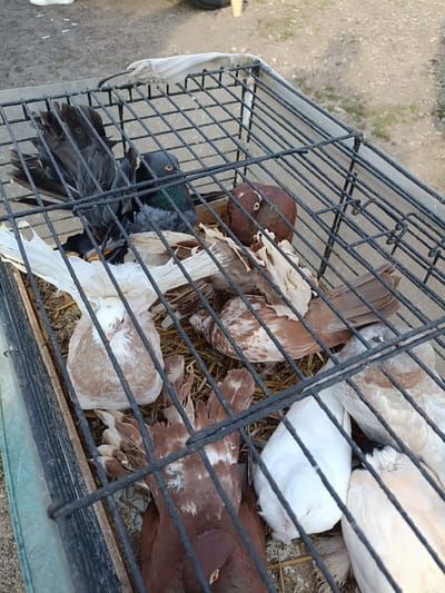 In a wire cage filled with straw bedding, a group of pigeons are contained. The pigeons exhibit a variety of colors, including dark gray, brown and white mottled, solid brown, and pure white. One pigeon, in the upper left of the cage, has dark gray plumage with iridescent green neck feathers and a bright orange eye. Another pigeon in the foreground, a white fantail with light brown markings on its body, fans its tail feathers, which are predominantly white and voluminous. Other pigeons are nestled amongst each other, some with their eyes closed. The cage itself appears to be constructed of black wire bars and has a worn, metallic appearance. The cage is placed outdoors, with a blurred background suggesting an unpaved ground surface, possibly dirt or gravel, with some scattered debris. The environment appears to be an outdoor market or similar public space. There are no visible people in the frame, but their presence is implied by the context of a cage containing livestock for sale or transport. The overall lighting suggests it is daytime.