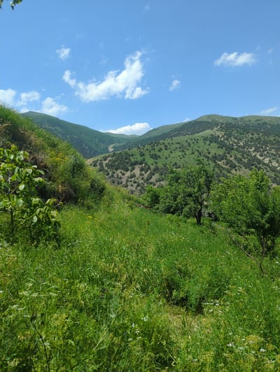 This image depicts a lush, green hillside in the city of Solak, Armenia, under a bright blue sky dotted with white clouds. The foreground is dominated by tall, vibrant green grass and wild foliage, with a young tree featuring large green leaves on the left side. In the middle ground, several mature green trees are visible, adding depth to the scene. The background features rolling hills covered in a dense carpet of green vegetation interspersed with scattered dark trees and bushes, receding into the distance under the expansive sky. The overall environment is natural and unpopulated, showcasing the rural beauty of Solak.