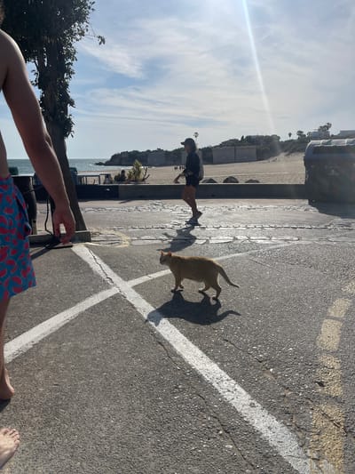 The image depicts an outdoor scene on a paved surface, likely a parking area or street in El Puerto de Santa María, Spain. In the foreground, a seated individual is visible with bare arms and legs clad in shorts featuring a watermelon print. Behind them, the ocean and trees are visible. A light-skinned person in dark clothing stands between the camera and a concrete barrier near the beach. An orange cat casts a heart-shaped shadow on the pavement near the person in dark clothing. White lines form a cross or parking space marker on the paved surface. The sky is partly cloudy. A trash bin is visible near the concrete barrier.