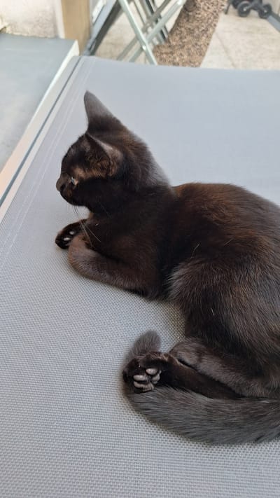 A black kitten is lying on its side on a grey, textured surface, likely an outdoor lounger. The kitten's body is mostly black, with some lighter fur visible on its chest and belly. Its front paws are tucked underneath its body, and its hind legs are bent, with one paw curled up near its tail. The kitten's tail is wrapped around its body. The background is blurred but appears to be an outdoor setting, possibly a patio or garden. There are glimpses of concrete, a metal chair, and a tree trunk in the background. The image was taken in Gournay-sur-Marne, France.