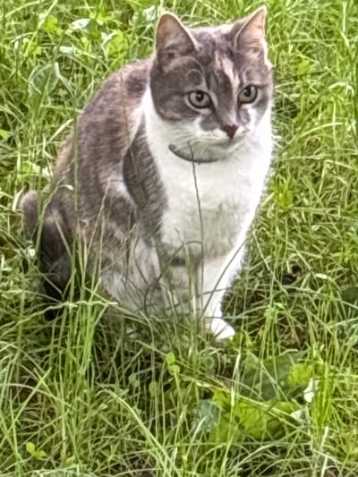 An adult domestic cat with grey tabby markings and white fur is sitting in a patch of tall green grass. The cat is facing forward, looking directly at the camera with its head slightly tilted. It has green eyes, a pink nose, and pointed ears. The cat is wearing a thin, dark collar. The background is entirely filled with blurred green grass, suggesting an outdoor setting. There is no identifiable information about the location in Balabanovo, Russia, present in the image.