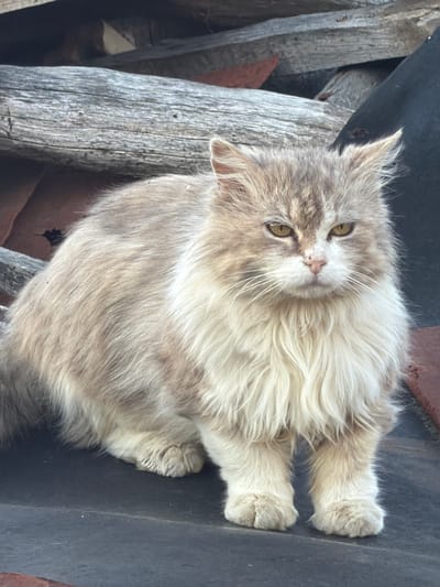A tan and gray fluffy cat is sitting on a dark gray surface next to a pile of weathered wooden planks. The cat has yellow eyes and a white muzzle, and it appears to be looking at the camera. The photo may have been taken in Tsatsarovtsi, Bulgaria.