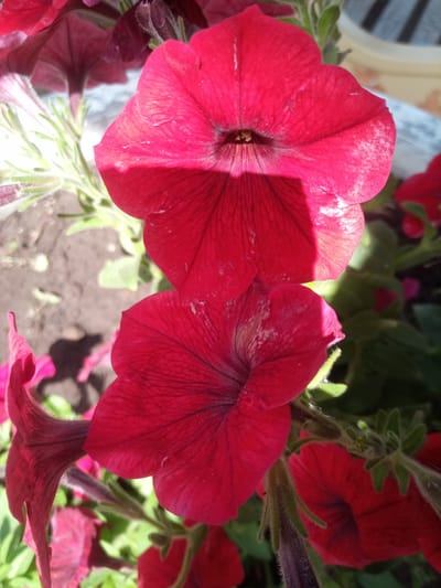 The image shows a close-up of red petunia flowers. The flowers are in bloom and their petals are a deep red color. Some of the petals have white specks on them, possibly from pollen or dust. The flowers are growing in a garden with green foliage and dark soil visible in the background. The lighting suggests it is daytime, with sunlight casting shadows on the flowers. The image was taken in Eltyubyu, Russia.