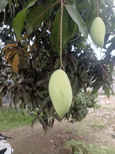 A close-up shot shows a cluster of green mangoes hanging from a tree, with one mango prominently featured in the foreground. The mangoes are oval-shaped and a pale green color, indicating they are unripe. The tree's leaves are dark green and abundant, some appearing slightly wilted or discolored. Thin stems hold the mangoes, and ants are visible on one of the stems and on a branch.

The background is out of focus, revealing more of the mango tree and surrounding vegetation. The ground is a mix of dirt and patchy green grass. In the far background, a blurry structure, possibly a building, and some discarded debris are visible. The lighting suggests it is daytime, with diffused light that doesn't create harsh shadows, indicating overcast or partially cloudy weather.

The image appears to be taken outdoors in a natural setting, likely a garden or orchard. The focus is entirely on the mangoes and the tree, creating a sense of close observation of nature's bounty. No people are visible in the frame. There is no visible text. The location context is Meunasah Pupu, Indonesia.