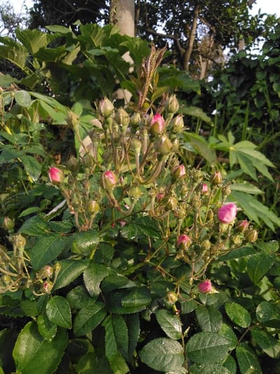 The image displays a close-up, eye-level view of a rose bush located in Mouangkeo, Laos. The primary subjects are numerous small pink rose buds and a few partially opened pink roses, clustered together on green stems. The plant features abundant dark green, ovate leaves, many of which are visibly wet with water droplets, suggesting dew or recent rain. New, reddish-brown foliage sprouts are present among the buds. In the blurred background, various green foliage elements are discernible. A light-colored, vertical pole-like structure is visible in the upper left background, and dark tree branches are silhouetted against a brighter, overcast sky in the upper right. No individuals, animals, or specific actions are depicted within the frame.