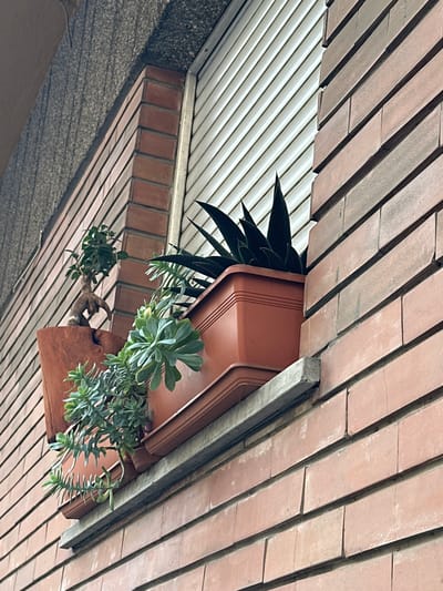 The image shows a close-up view of a window ledge on a brick building, with several potted plants. The window has a closed, slatted blind. The brickwork is a reddish-brown color and appears to be weathered. The window ledge itself is a light gray concrete or stone.
There are three distinct pots containing plants. On the left, there is a pot with a small bonsai tree. To the right of the bonsai, and slightly lower, are two terracotta-colored rectangular planters. The planter in the middle foreground contains several succulents with thick, fleshy leaves. Behind this planter, and slightly to the right, is another planter with a spiky, dark green succulent plant.
The perspective is from below, looking up at the window. The lighting suggests it is daytime, possibly overcast. The building's exterior wall to the left of the window has a textured, grey finish. The overall scene depicts a common urban element of window boxes with plants, typical of many residential buildings. The image does not contain any specific landmarks or features that would definitively place it within the city of Trieste, Italy, though such window box arrangements are common in European cities.