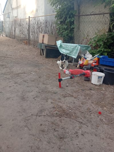 In the city of Ovidiopol, Ukraine, on a dusty, outdoor lot littered with dry grass, straw, and debris, a medium-sized, black and white dog lies on the ground next to a red toy scooter. In the background, there are two cardboard boxes stacked on a wooden bench, a light green and white patterned cloth draped over objects, and various children's toys including a yellow toy airplane and a red and orange toy truck with a blue container. Further back, a chain-link fence separates the lot from a building with a gray concrete wall. A large black bucket and a white plastic bucket are visible on the right side of the frame. The overall scene appears to be a backyard or undeveloped area with a mix of discarded items and a resting dog.