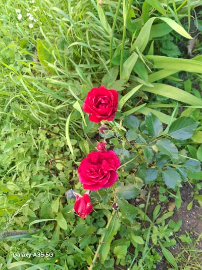 The image shows a close-up view of a rose bush with several red roses and buds. The roses are in various stages of bloom, with the largest rose at the top and a smaller one below it, partially obscured. There are also a few small buds visible. The rose bush is surrounded by lush green foliage, including grass and other plants. The overall scene appears to be an outdoor setting, possibly a garden. The image has a watermark in the bottom left corner that reads "Galaxy A35 5G", indicating the type of phone used to capture the photo. The lighting suggests it is daytime, likely in natural sunlight, as evidenced by the bright illumination of the petals and leaves. The background consists of more greenery and some brown earth. There are no people or animals visible in the image.