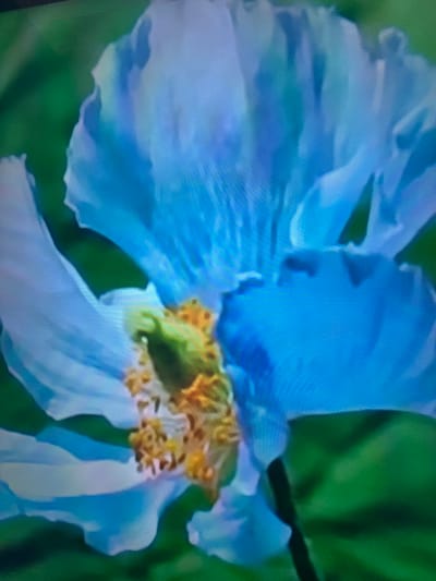 A close-up, soft-focus image shows a large, delicate blue flower, likely a poppy. The petals are a pale, luminous blue with some lighter, almost white areas and hints of purple. The center of the flower features a vibrant cluster of yellow stamens, with a hint of green pistil. The background is a blurred wash of green, suggesting foliage. The image quality is low, with visible pixelation, indicating it may have been captured from a screen or is a heavily compressed digital image. The image is not located in Çiğli, Turkey, as there are no identifying features or context to support this.