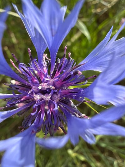 A close-up, overhead view of a vibrant blue cornflower blossom is the subject of this media file. The flower is in focus, revealing intricate details of its purple and magenta center, fringed with delicate, spiky filaments and dusted with what appears to be pollen. The petals, a striking shade of electric blue, are elongated and slightly translucent, some catching the light and appearing almost iridescent. Several petals extend out of the frame, emphasizing the bloom's large size and complex structure. The background is a soft blur of green foliage, suggesting a natural outdoor setting, likely a field or garden. The lighting appears to be natural daylight, creating a soft glow on the petals and highlighting the flower's textures. The image conveys a sense of natural beauty and the delicate intricacy of the flower. No people, text, or specific time of day or weather conditions are discernible, but the overall impression is one of a bright, pleasant day. The location context suggests this scene is likely found in Verkhne-Pozim', Russia.