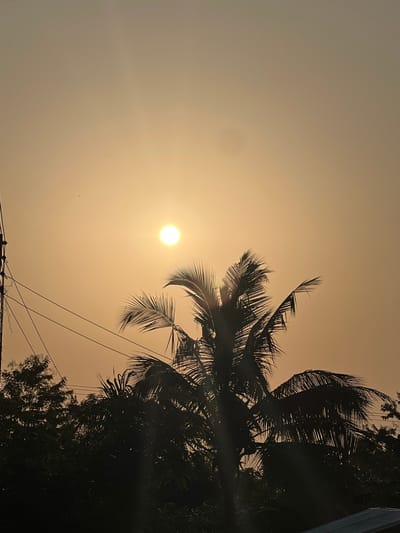 A hazy, golden sky dominates the scene, with the sun appearing as a bright orb. A silhouetted palm tree fills the right side of the frame, its fronds partially obscuring the sun. Below the tree, a collection of dark green foliage is visible. Electrical wires stretch across the bottom of the image, adding a human-made element to the otherwise natural scene.