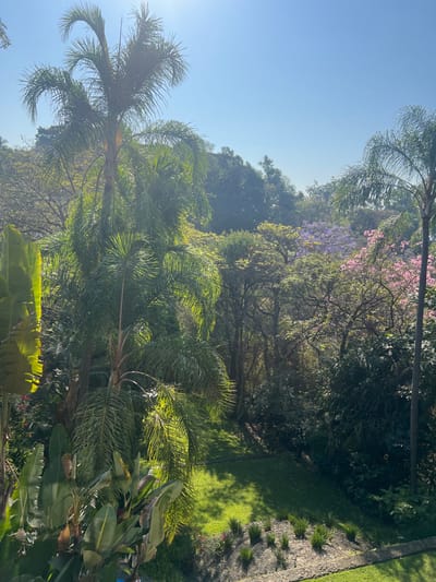 The image displays a vibrant, sunlit, semi-cultivated tropical landscape, consistent with the environment of San Miguel Acapantzingo, Mexico. The scene is devoid of human presence or overt activity.
In the upper portion, a clear, bright blue sky is visible, with a prominent sun flare originating from the upper-center, indicating direct overhead or slightly angled sunlight. This illumination casts dappled shadows and highlights on the foliage.
The foreground on the left features large, broad-leafed green plants, possibly from the *Musa* (banana) or *Strelitzia* (bird-of-paradise) genus, with fronds illuminated by sunlight. Dominating the left-center is a tall palm tree with dense, feathery green fronds, heavily backlit by the sun. Below this, smaller palm-like plants and other dense green foliage create a layered effect.
The midground transitions into a well-maintained, bright green lawn, partially shaded by surrounding trees. A low, stone-edged terrace or garden bed containing rows of small, upright green plants is visible at the bottom of the lawn.
The background consists of a dense, verdant hillside covered with a variety of trees and lush vegetation. Prominently featured within this background foliage are several flowering trees: one displays clusters of vibrant purple blooms, indicative of a Jacaranda tree, while another exhibits clusters of pink flowers, possibly from a Tabebuia or similar species. Another tall, slender palm tree is situated on the far right of the frame, partially obscured by other canopy trees. The overall impression is one of dense, thriving vegetation under bright, clear weather conditions.