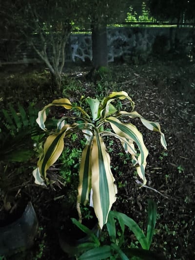 This image depicts a dimly lit outdoor scene in Tarqumiyah, Palestinian Territory, focusing on botanical elements at night. The central subject is a medium-sized plant with lanceolate leaves exhibiting prominent green and cream-yellow variegation, positioned in the foreground and illuminated by a localized light source. The plant is surrounded by dark soil covered with scattered dry leaves and sparse, small green ground vegetation. A black plastic container or pot is partially visible on the ground to the lower left of the central plant. In the midground, a small, dark tree or shrub with visible branches stands to the left, partially obscuring the background. The background features a textured stone or concrete wall running horizontally across the frame, with indistinct darker areas and faint light reflections visible above it, suggesting further foliage or a distant light source. No individuals or specific actions are discernible.