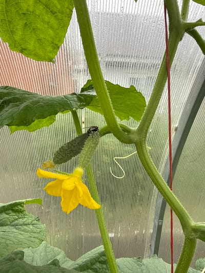 A close-up shot shows a small cucumber plant growing inside a greenhouse. The plant has green, fuzzy stems and large, textured leaves. A thin red wire is strung horizontally across the frame, likely used for support. There are two developing cucumbers on the vine. One is longer and thinner, while the other is shorter and plumper. Perched on top of the shorter cucumber is a dark insect, possibly a fly. Nearby, a vibrant yellow cucumber flower with five petals is in bloom. The background is a translucent, corrugated plastic wall, typical of greenhouse construction, with a faint pattern of horizontal lines. The lighting suggests it is daytime, with the light diffusing through the greenhouse panels. The scene depicts the growth and development of a cucumber plant, with the presence of an insect hinting at pollination activity. No text is visible in the image. The location context is Malmyzh, Russia.