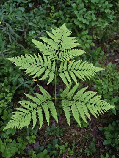 A vibrant green fern is centered in the frame, its fronds fanning out from a central stem. The fern is surrounded by a lush, dense undergrowth of various green plants and moss. The foliage is diverse, with smaller, rounded leaves interspersed with other, longer leaf structures. The ground beneath the plants appears to be composed of dark soil, moss, and pine needles, suggesting a forest or woodland environment. The lighting is subdued, creating a natural and somewhat shaded atmosphere. There is no visible indication of human presence or activity in this depiction of a natural scene. The location is identified as Skriketorp, Sweden.