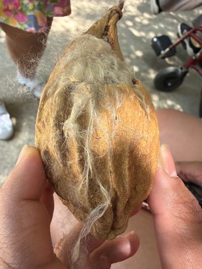 A close-up photograph shows a brown, pod-like fruit being held in someone's hands. The pod is splitting open, revealing a mass of fluffy, white fibers. The fruit is textured with an irregular surface. The person holding the fruit has light-colored skin. In the background, partially visible, are a person's legs, a wheelchair, and clothing with a floral pattern. The scene appears to be outdoors on a sunny day, based on the lighting and shadows.
Based on the location information, the scene would be in Tehuixtla, Mexico.