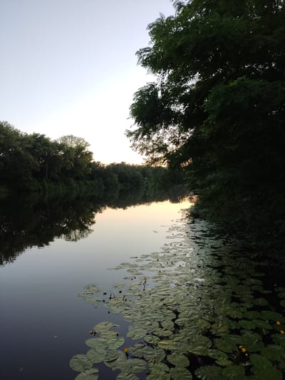 The image depicts a serene natural landscape with a calm body of water, likely the Elbe River in Kolín, Czechia. Dense green trees line the opposite bank, their reflections creating a mirror image on the water's surface. In the foreground, numerous lily pads float, some dotted with small yellow flowers. The sky is a pale blue, fading to a soft orange hue near the horizon, suggesting either sunrise or sunset. The overall atmosphere is tranquil and undeveloped, showcasing the natural beauty of the riverbank. No people or animals are visible in the frame.