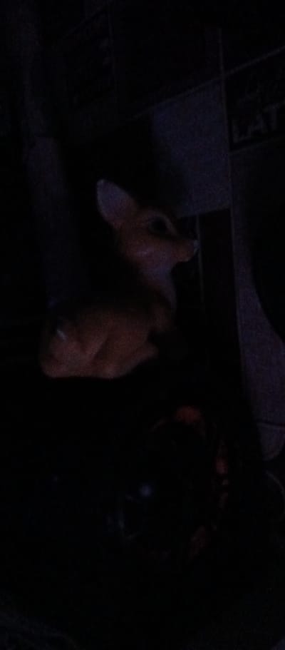 A blurry, dark image shows what appears to be a ceramic figurine of a fawn or deer, in profile, facing right. The fawn is light brown with darker markings on its face and body. It is sitting down, with its head raised. Below the fawn, a darker, indistinct object is visible, possibly another figurine or a stuffed toy. The background is dark and out of focus, with some subtle grid-like patterns suggesting a tiled surface. The image is too dark and blurry to provide any details about the specific location within Rubtsovsk, Russia, or any environmental context.