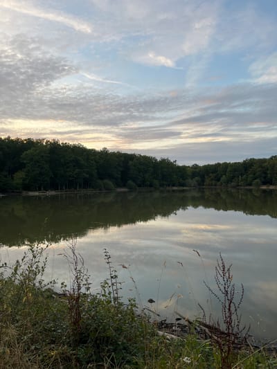 The image depicts a serene natural scene at a lake in Sonchamp, France. The lake's surface is calm and reflects the sky and the surrounding dense forest of deciduous trees. The sky is partially cloudy with a mix of light gray, white, and subtle pinkish hues, indicating either dawn or dusk. In the foreground, the lake's edge is lined with vegetation, including tall grasses and some darker, leafy plants. On the far side of the lake, the tree line forms a continuous, dark green wall. A few small figures, appearing to be people, are visible near the treeline on the bank, suggesting a recreational activity like fishing or walking. The overall impression is one of tranquility and natural beauty.