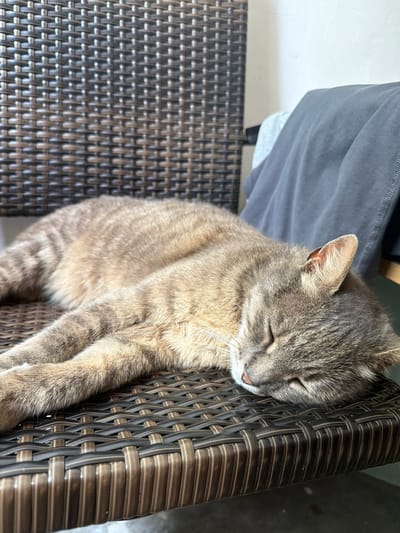 A brown tabby cat is sleeping on a woven brown chair in Prosena, Bulgaria. The cat is lying on its side with its eyes closed and its head resting on its paws. The chair is made of a dark brown wicker material and has a woven pattern. In the background, there is a grey blanket draped over another chair. The environment appears to be outdoors, possibly on a porch or patio.