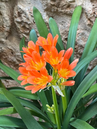 The scene, located in Fornalutx, Spain, depicts a Clivia plant in bloom positioned against a stone wall. The central subject is a dense cluster of approximately 15-20 vibrant orange flowers, each exhibiting five petals, a distinct yellow center, and multiple yellow stamens. Several smaller, unopened orange flower buds are visible below the main floral cluster. The flowers are supported by sturdy green stalks that emerge from a base of numerous long, dark green, strap-like leaves. The background is a textured wall constructed from irregular, light brown to beige stones with visible mortar lines. The area is illuminated by natural daylight.